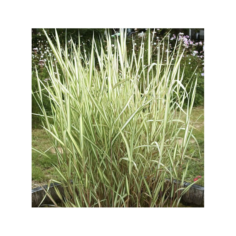 thumbnail image 2 of Phalaris Arundinacea Picta (Gardener's Garters) - 3 X 9cm Pots, Variegated Grass For Ponds & Bog Gardens 2 of 12