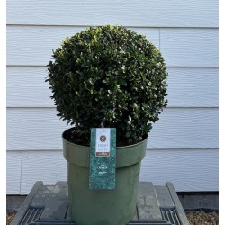 ILEX CRENATA