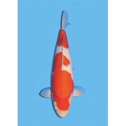 KOHAKU NISAI TORAZO KOI FARM