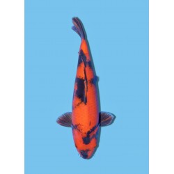 HI UTSURI NISAI SHINODA KOI FARM