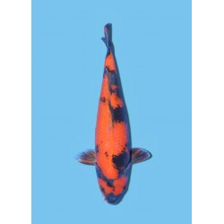 HI UTSURI NISAI SHINODA KOI FARM