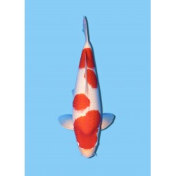 KOHAKU NISAI MARUDO KOI FARM