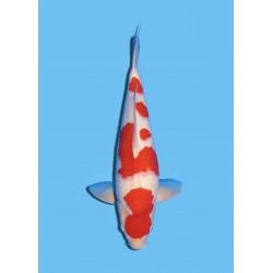 KOHAKU NISAI MARUDO KOI FARM