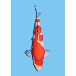 KOHAKU NISAI MARUDO KOI FARM