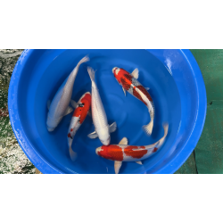 MIX NISAI MIYATORA KOI FARM