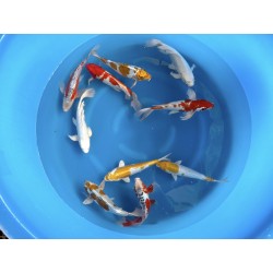 MIX NISAI YAMASAKI KOI FARM