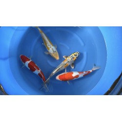 MIX NISAI MARUSAKA KOI FARM