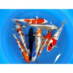 MIX NISAI AOKIYA KOI FARM