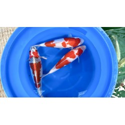 MIX NISAI MIYATORA KOI FARM