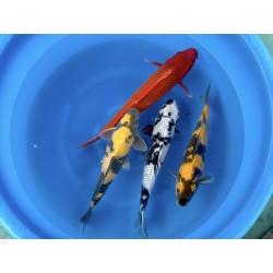 MIX NISAI OTSUKA KOI FARM