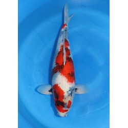 SHOWA NISAI HOSHIKIN KOI FARM