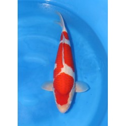 KOHAKU NISAI HOSHIKIN KOI FARM