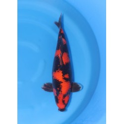 HI UTSURI NISAI SHINODA KOI...