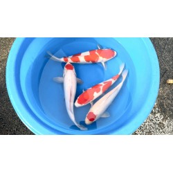 MIX NISAI HOSHIKIN KOI FARM