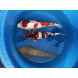 MIX NISAI HOSHIKIN KOI FARM