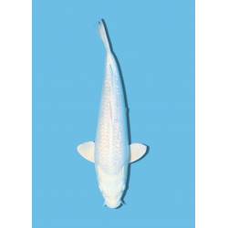 PLATINUM  NISAI SAKAZUME KOI FARM