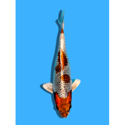 METALLIC OCHIBA NISAI IGARASHI OZUMI KOI FARM