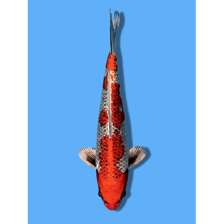 BENI GINGA NISAI AOKIYA KOI FARM