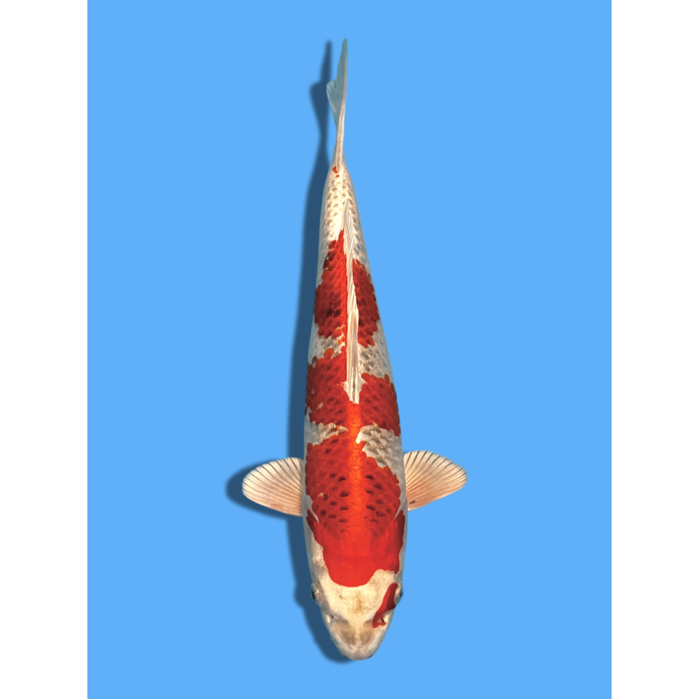 KUJAKU NISAI AOKIYA KOI FARM