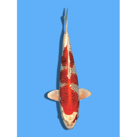 KUJAKU NISAI AOKIYA KOI FARM