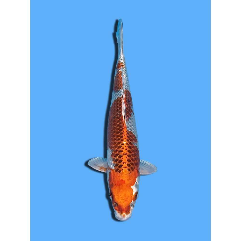 KUJAKU NISAI MARUSEI KOI FARM