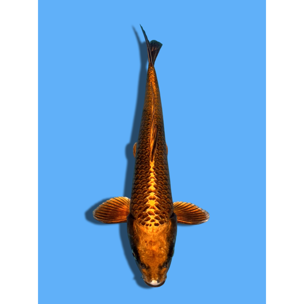 KABUTO NISAI MARUSEI KOI FARM