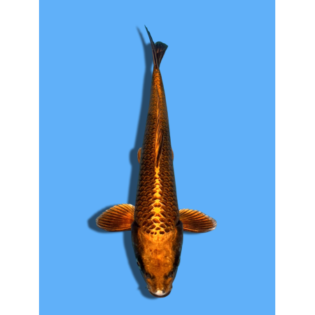 KABUTO NISAI MARUSEI KOI FARM