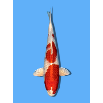 SAKURA NISAI MIYATORA KOI FARM