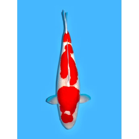 KOHAKU SANSAI HOSHIKIN KOI FARM