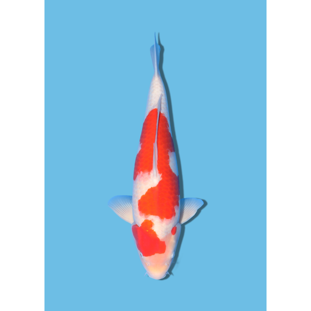 KOHAKU NISAI MIYATORA KOI FARM