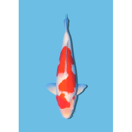 KOHAKU NISAI MIYATORA KOI FARM