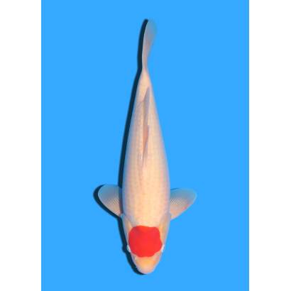 TANCHO KOHAKU NISAI MARUDO  +/- 40 / 45 CM
