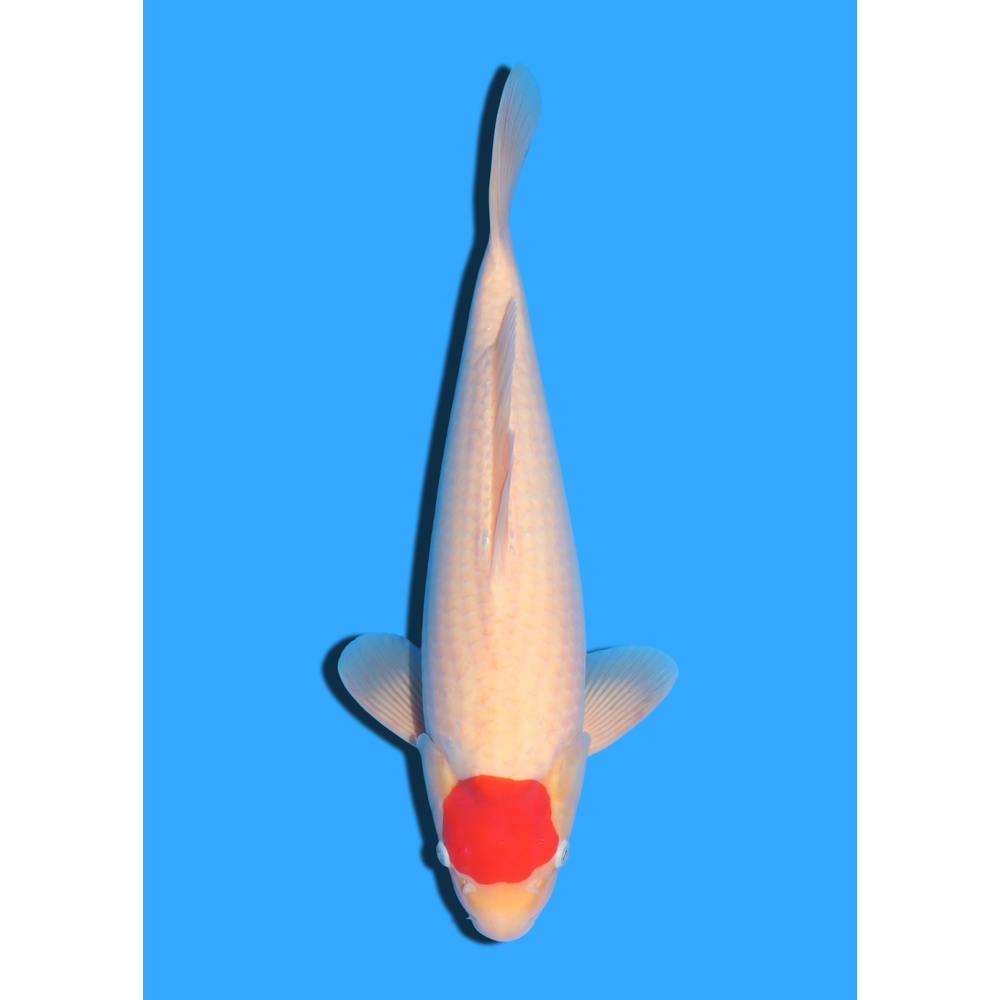 TANCHO KOHAKU NISAI MARUDO  +/- 40 / 45 CM