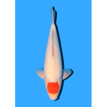TANCHO KOHAKU NISAI MARUDO  +/- 40 / 45 CM