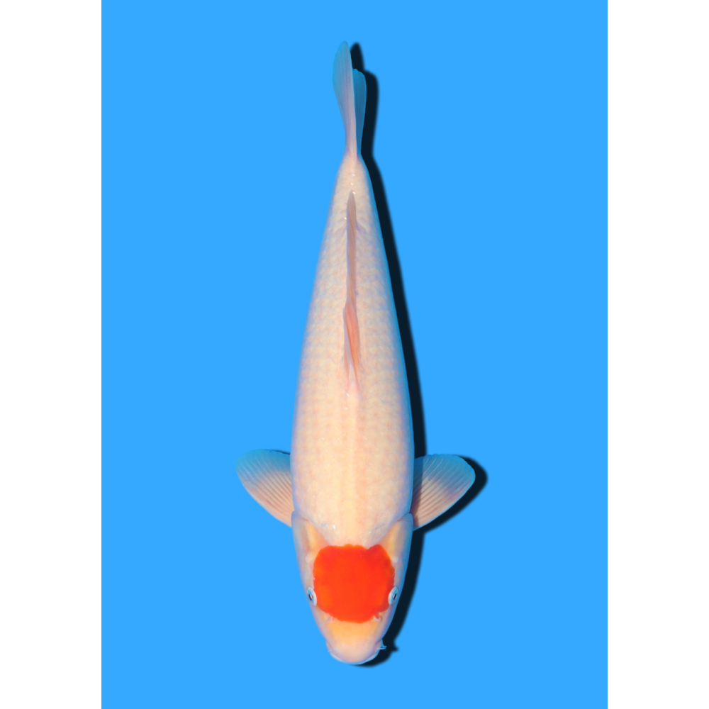 TANCHO KOHAKU NISAI MARUDO  +/- 40 / 45 CM