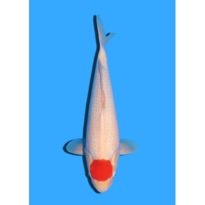 TANCHO KOHAKU NISAI MARUDO  +/- 40 / 45 CM