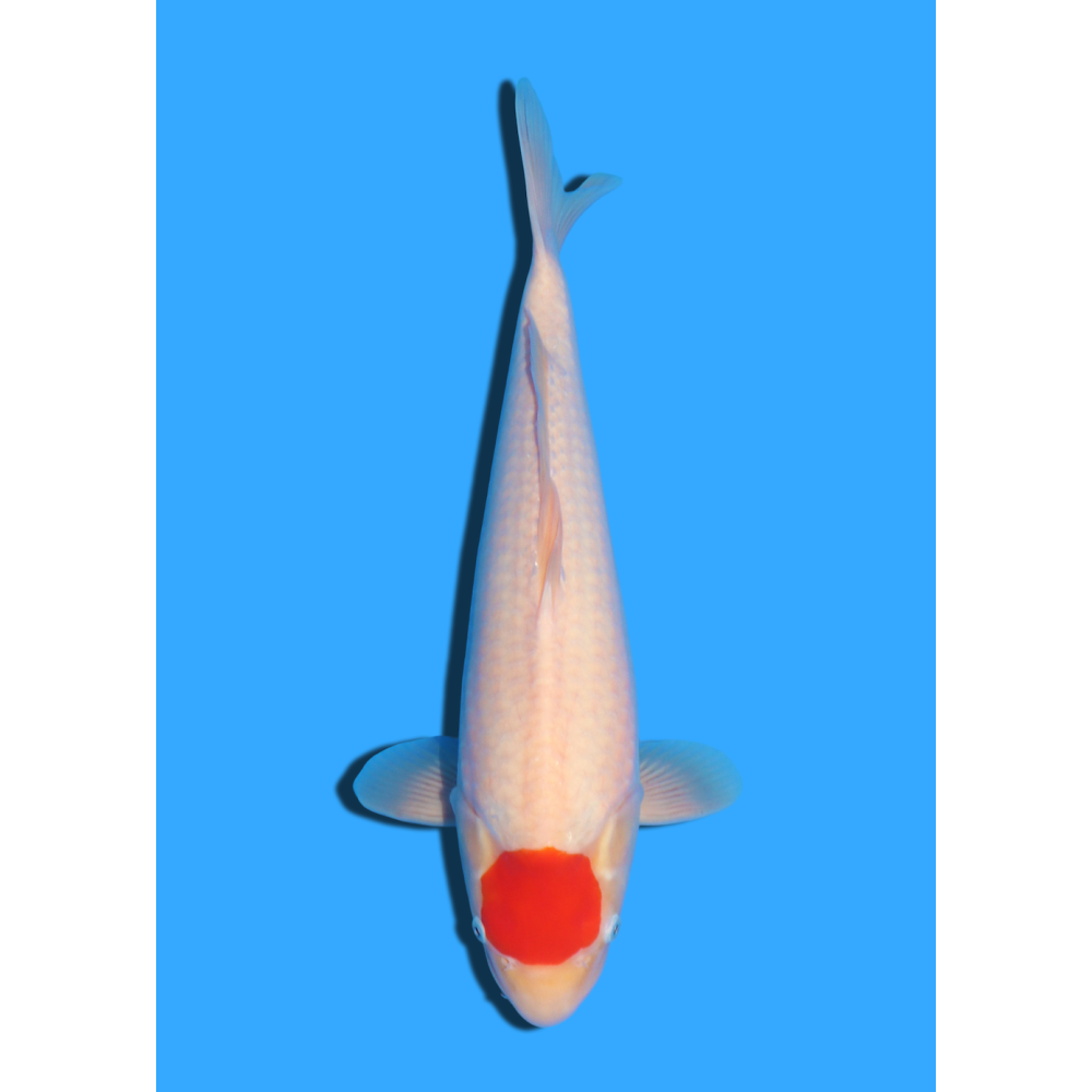 TANCHO KOHAKU NISAI MARUDO  +/- 40 / 45 CM