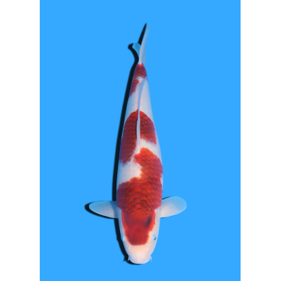 GOROMO NISAI MARSHIN  +/- 40-45 CM