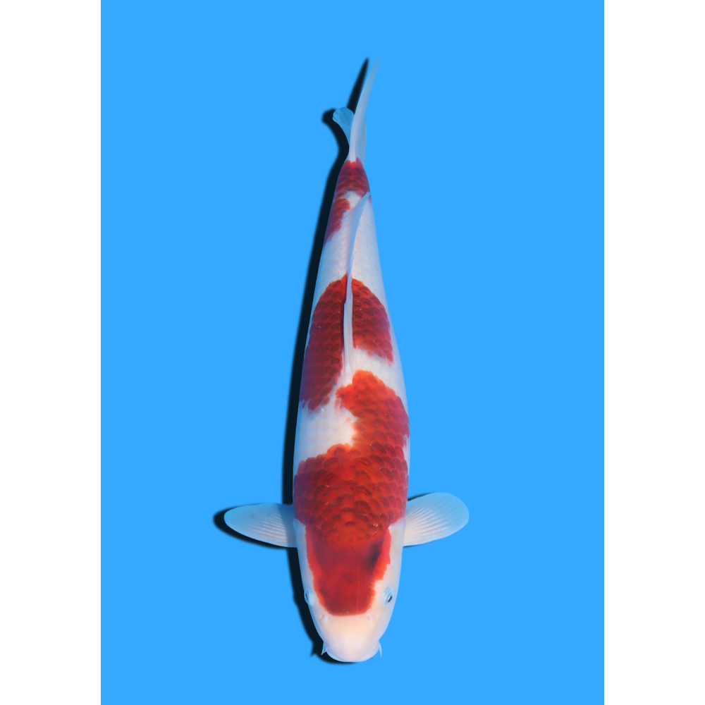 GOROMO NISAI MARSHIN  +/- 40-45 CM