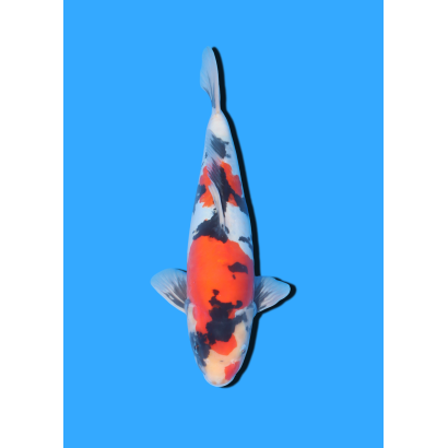 DOITSU SHOWA NISAI MARSHIN  +/- 40-45 CM