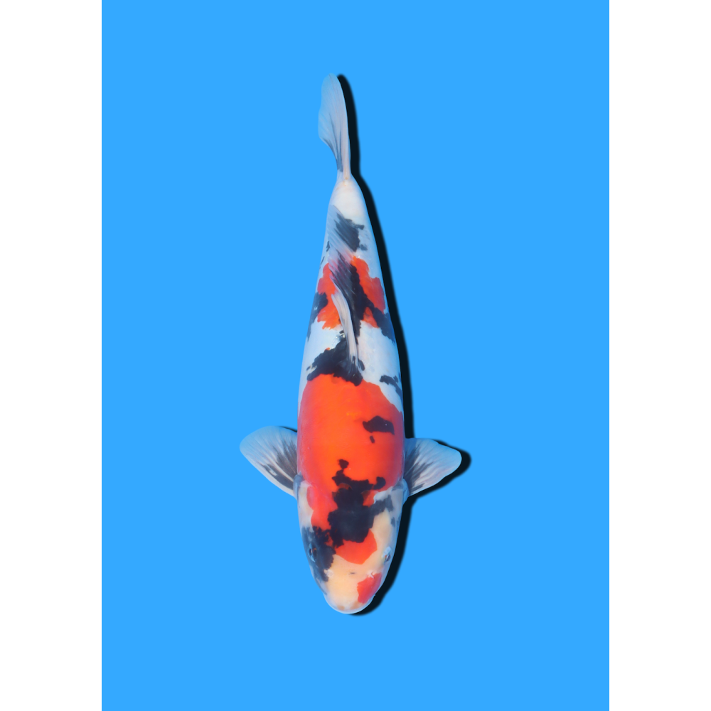 DOITSU SHOWA NISAI MARSHIN  +/- 40-45 CM