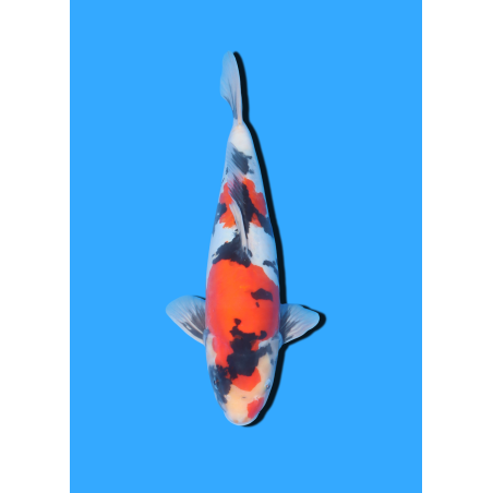 DOITSU SHOWA NISAI MARSHIN  +/- 40-45 CM