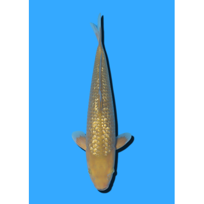 GINRIN CHAGOI NISAI MARSEI  +/- 40-45 CM