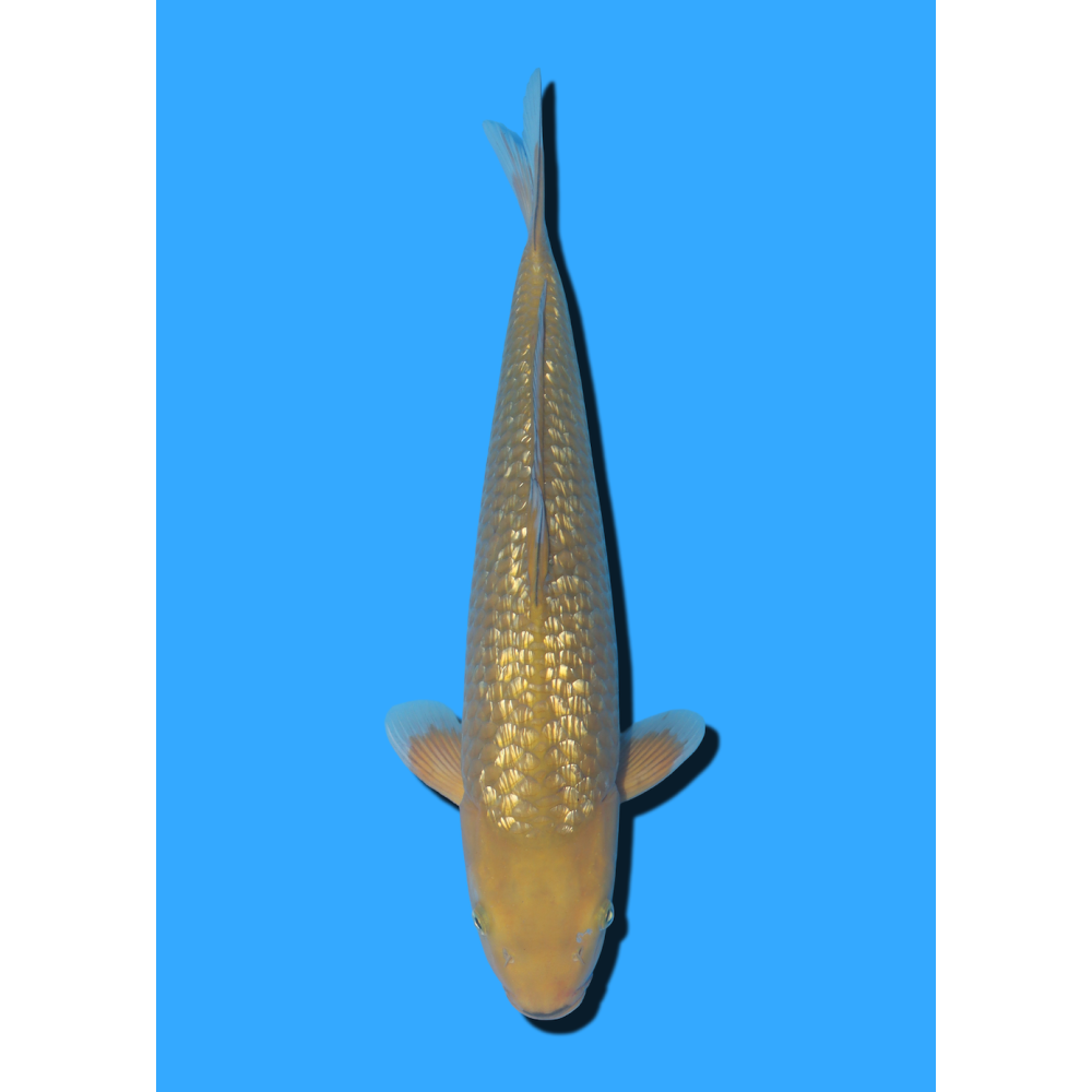 GINRIN CHAGOI NISAI  MARUSEI +/- 40-45 CM