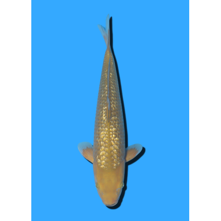 GINRIN CHAGOI NISAI MARSEI  +/- 40-45 CM