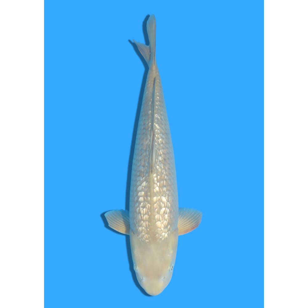 GINRIN CHAGOI NISAI MARUSEI  +/- 40-45 CM