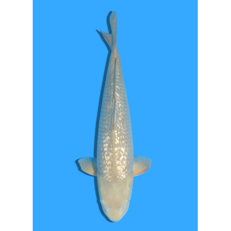 GINRIN CHAGOI NISAI MARUSEI  +/- 40-45 CM