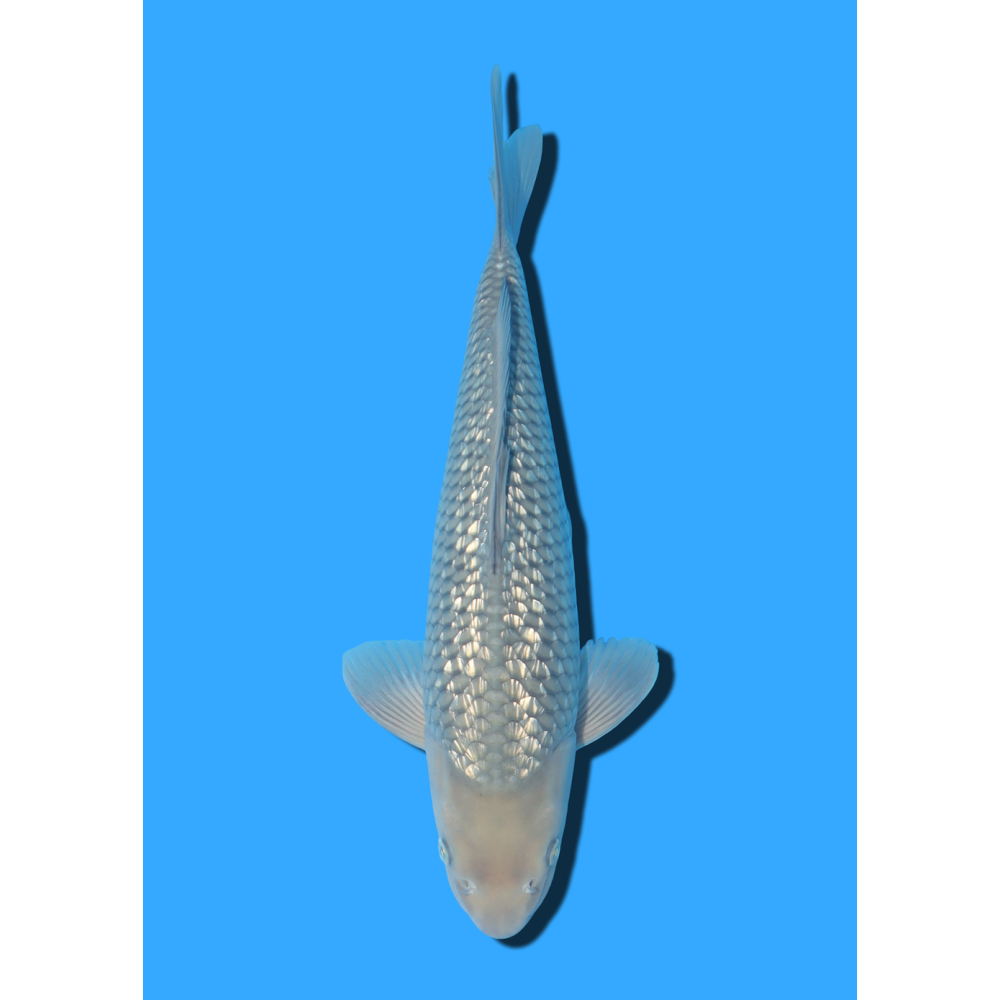 GINRIN SORAGOI NISAI MARUSEI  +/- 40-45 CM