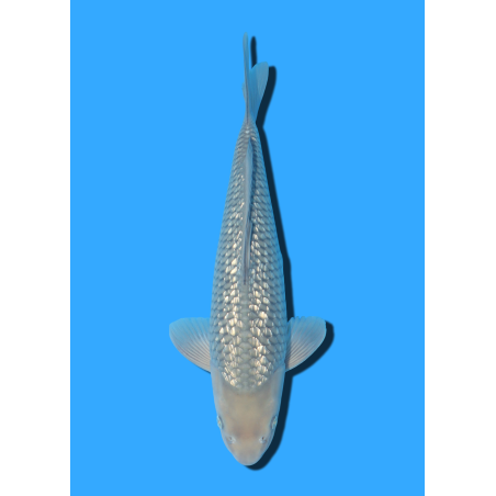 GINRIN SORAGOI NISAI MARUSEI  +/- 40-45 CM