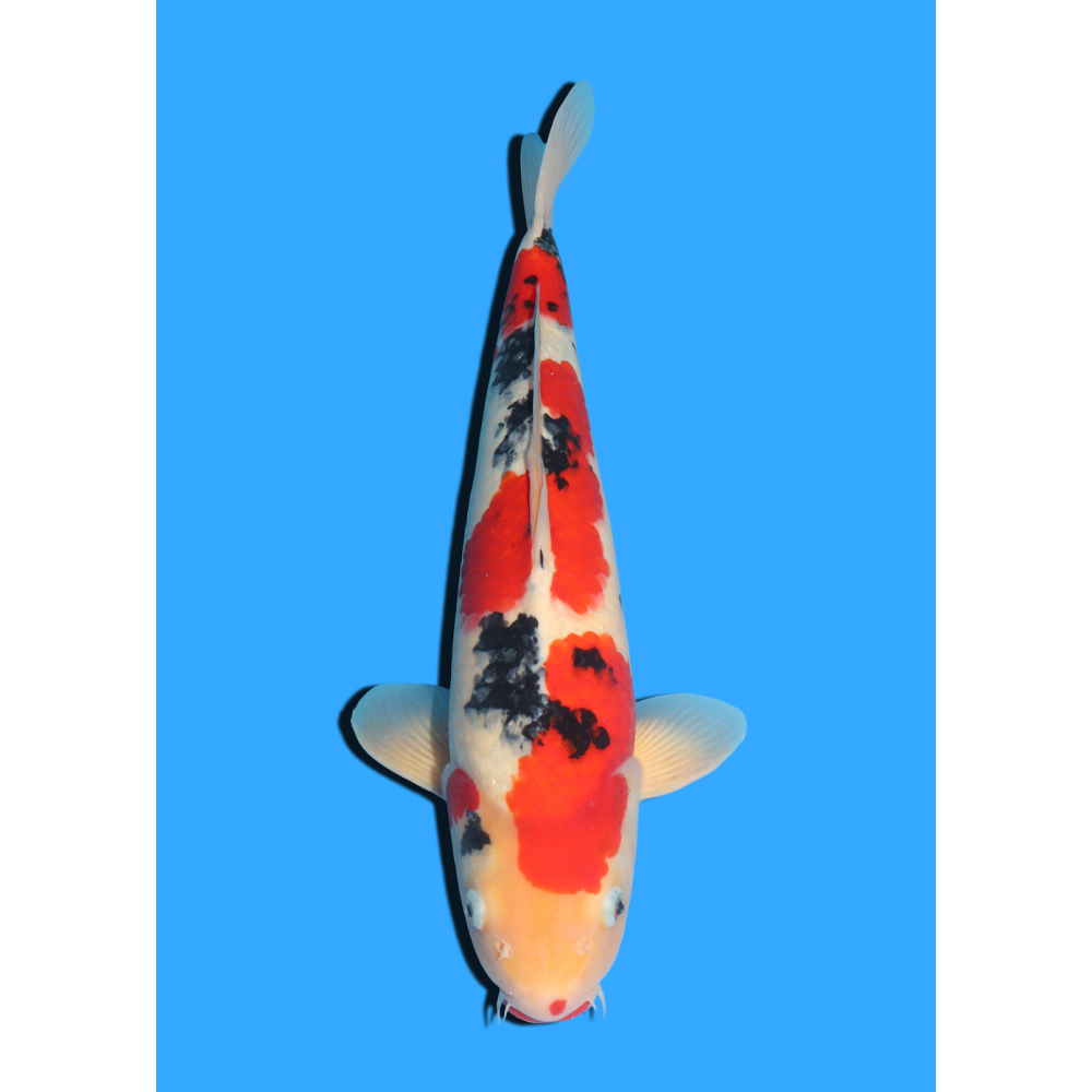 SANKE NISAI   MARUSEI  +/- 45 CM